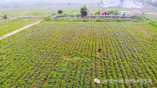 雙招雙引共建科研基地，中藥康養(yǎng)促進鄉(xiāng)村振興