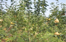 瀏陽市騰達中藥材科技貿(mào)易產(chǎn)品展示及中草藥科技領(lǐng)域技術(shù)咨詢