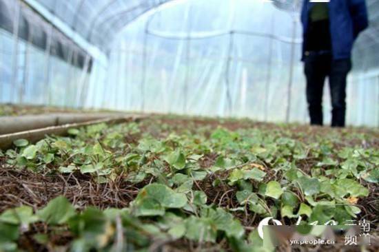 核桃之鄉(xiāng)覓良方 中草藥科技與產(chǎn)業(yè)升級(jí)的技術(shù)咨詢(xún)路徑