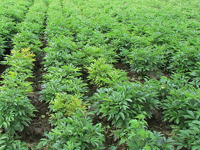 云南優(yōu)質(zhì)丹參種植與亳州印開(kāi)中藥材技術(shù)咨詢(xún)