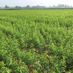 乾納瑞農(nóng)業(yè)科技 桃樹(shù)苗與中草藥科技融合的專(zhuān)業(yè)咨詢(xún)平臺(tái)