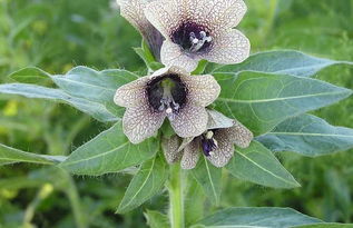 我國(guó)名貴中藥材概覽及中草藥科技領(lǐng)域技術(shù)咨詢(xún)分析