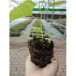 雜交構(gòu)樹(shù)種植技術(shù)在中草藥科技領(lǐng)域的應(yīng)用與咨詢(xún)