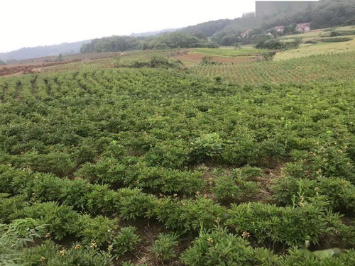 創(chuàng)新模式 以獎代補 中藥材種植成為東寶區(qū)脫貧增收新引擎