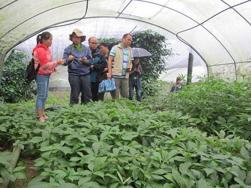 省農(nóng)科院助力芒市中草藥產(chǎn)業(yè)發(fā)展 開展中藥材種植技術(shù)調(diào)研與咨詢服務(wù)