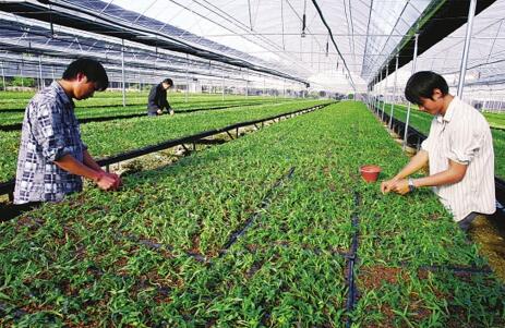 大學(xué)情侶返鄉(xiāng)創(chuàng)業(yè)，中草藥科技咨詢年入百萬的傳奇