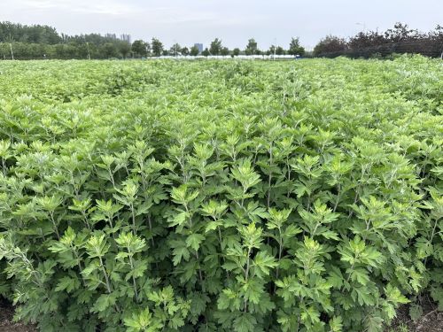 強化科技支撐，從源頭提升中藥材質(zhì)量——河南省農(nóng)科院中藥材研究所技術(shù)咨詢服務(wù)探索