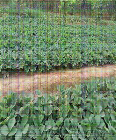 甜查理草莓苗種植技術(shù)與中草藥科技咨詢(xún)?cè)阪?zhèn)江的應(yīng)用前景