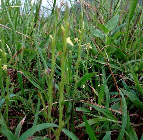 疳積草 被忽視的鄉(xiāng)野寶藏，中草藥科技領(lǐng)域的價(jià)值重塑