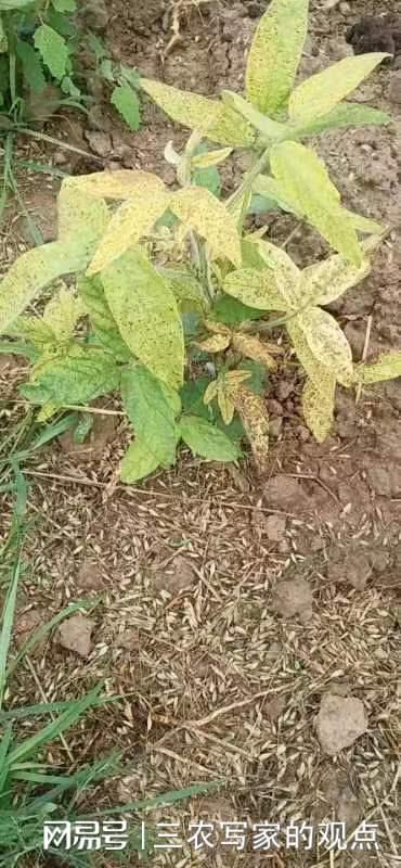 中醫(yī)農(nóng)業(yè)生態(tài)科技助力沙化土地大豆保收——中草藥科技咨詢的應(yīng)用與實踐