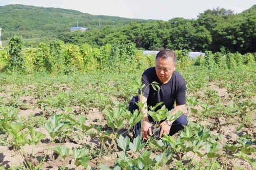 科技賦能，良方增效 通化市以技術(shù)咨詢驅(qū)動(dòng)中藥材產(chǎn)業(yè)高質(zhì)量發(fā)展