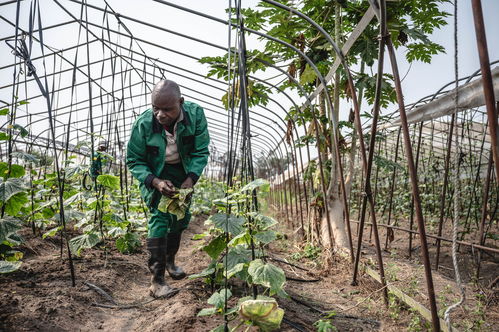 攜手登高向新 萌綠中非現代化合作之路——聚焦中草藥科技領域的技術咨詢新機遇
