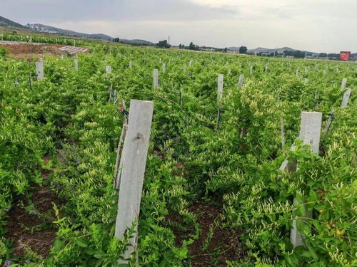 新年豪言振遠安 金銀花開富萬家，中草藥科技引領新征途