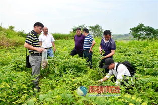 科技賦能產業，專家調研助力邵東中藥材基地發展