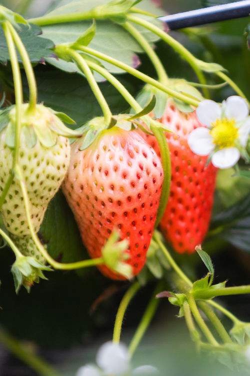 山東好景 濟南推出中草藥科技培育的“放心草莓”，引領健康飲食新風尚